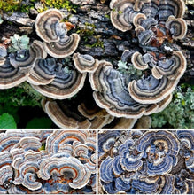 Load image into Gallery viewer, Women’s 4X Geode Open-Front Longline Cardigan in ‘Turkey Tail Mushroom’