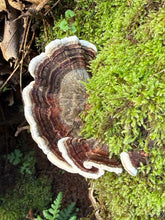 Load image into Gallery viewer, Women’s XL Geode Kimono Style Dress in ‘Turkey Tail Mushroom’
