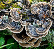 Load image into Gallery viewer, Women’s XL Geode Open Front 100% Lyocell Jacket in ‘Turkey Tail Mushroom’
