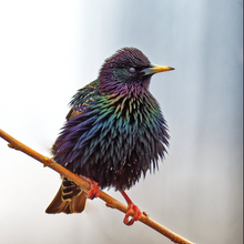 Load image into Gallery viewer, Men’s Medium Reverse Geode Hoodie Henley in ‘Starling’
